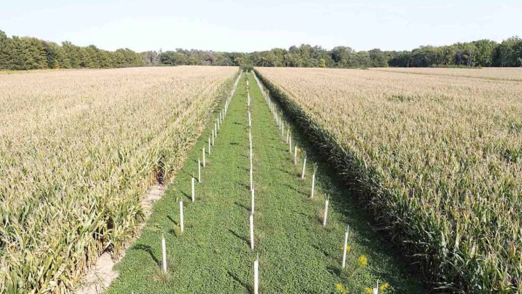 Alley cropping in Illinois