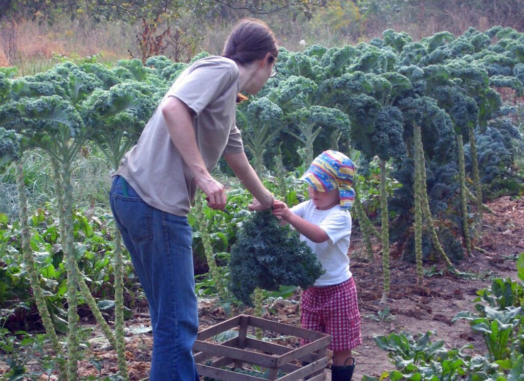 Woman and child harvesting kale in a garden.