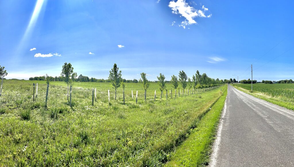 Silverwood Park windbreak of hybrid poplar.