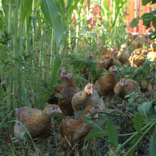 Flock of free range chickens in silvopasture.