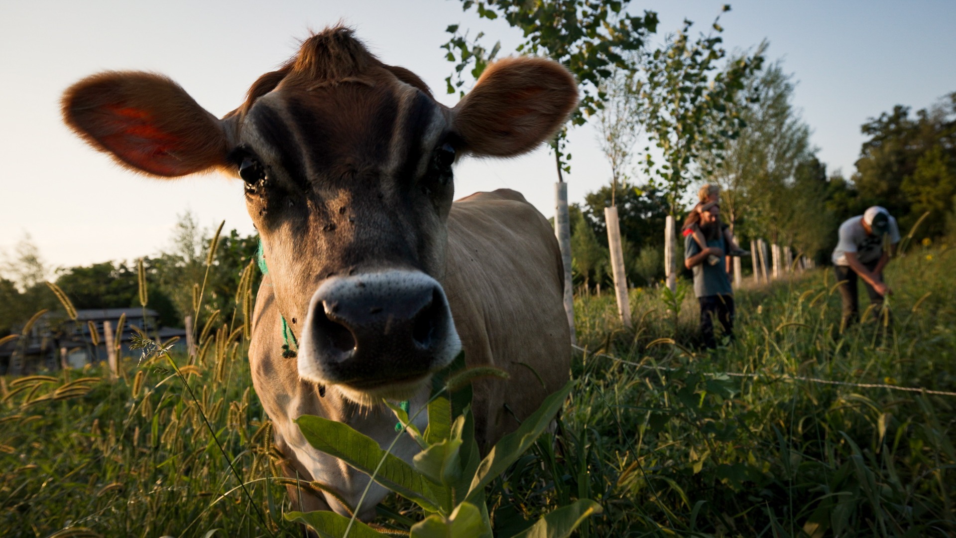 Cow standing in silvopasture and looking at the viewer.