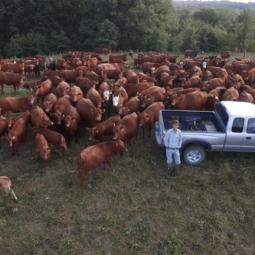 Greg Judy and his pickup truck surrounded by a herd of cattle.