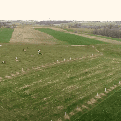 Aerial view of All Seasons farm, with tree tubes and cattle.