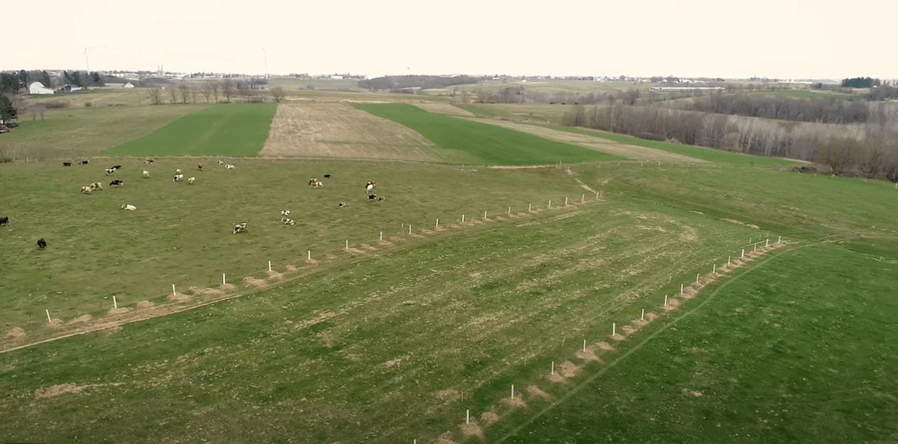 Aerial view of All Seasons farm, with tree tubes and cattle.