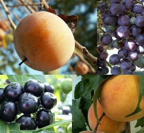 Multiple images of fruits on the branch.