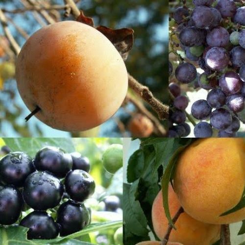 Multiple images of fruits on the branch.