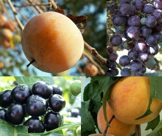 Multiple images of fruits on the branch.