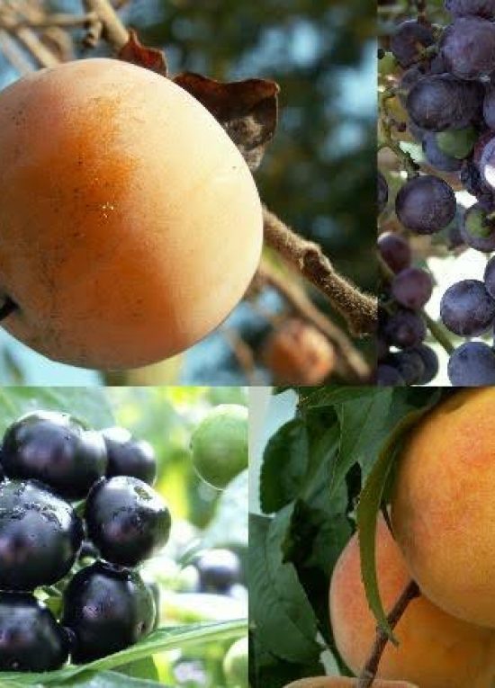 Multiple images of fruits on the branch.