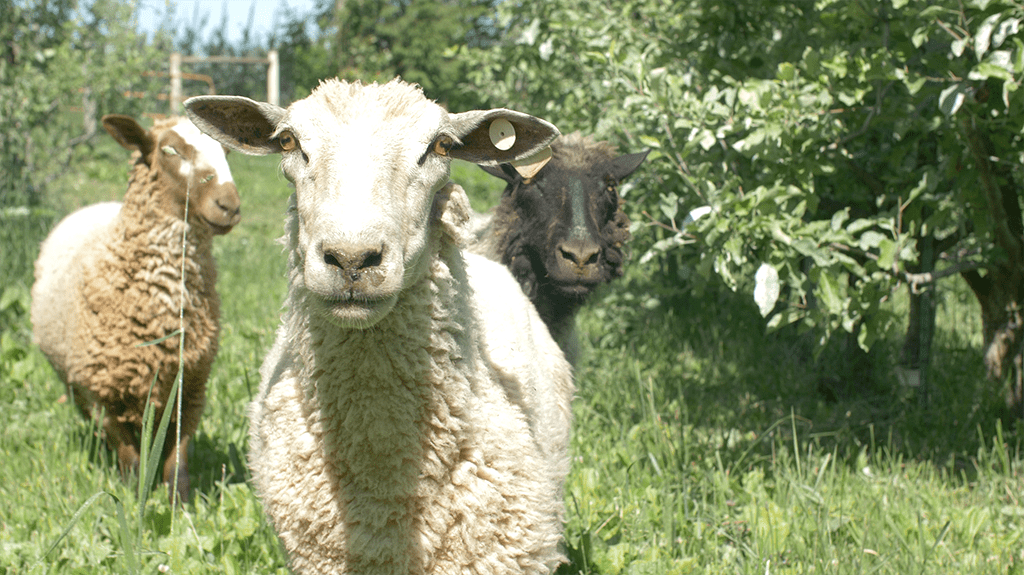Pasture sheep at Hoch Orchard.