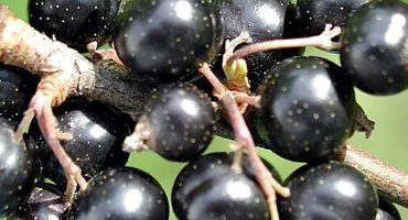 Black_currant_fruit