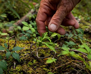 Hand touching a small plant surrounded by moss and other green understory forest plantlilfe.