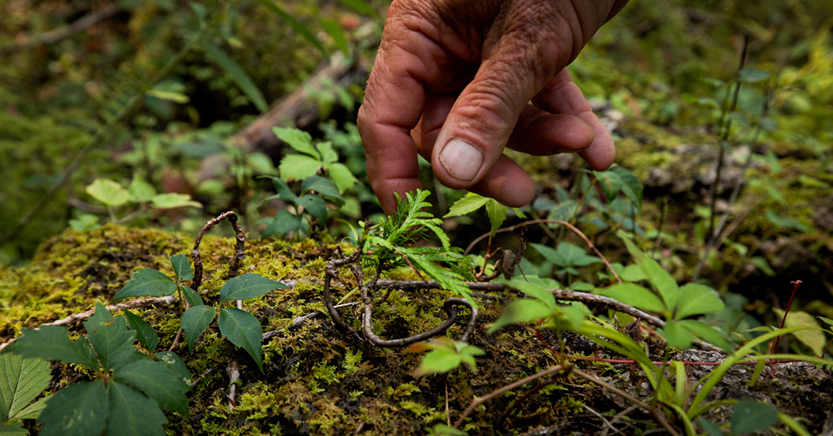 Hand touching a small plant surrounded by moss and other green understory forest plantlilfe.