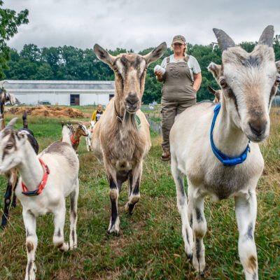 Verdant Hollow Farms