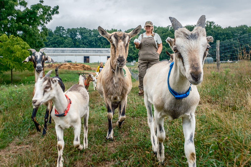 Verdant Hollow Farms