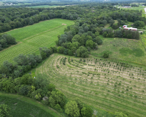 Olivia's Orchard